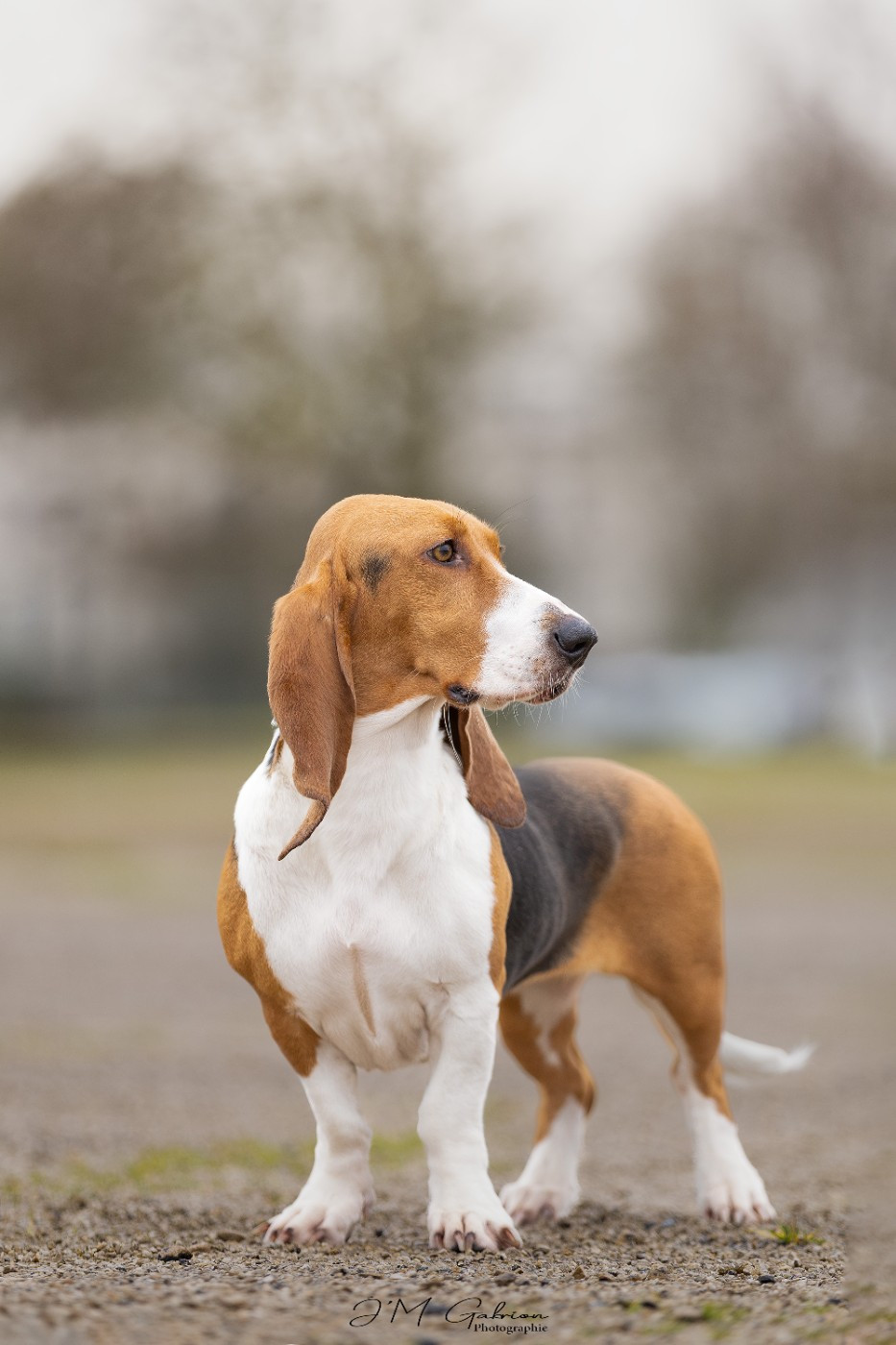Vaillante Des terres du doux lieu