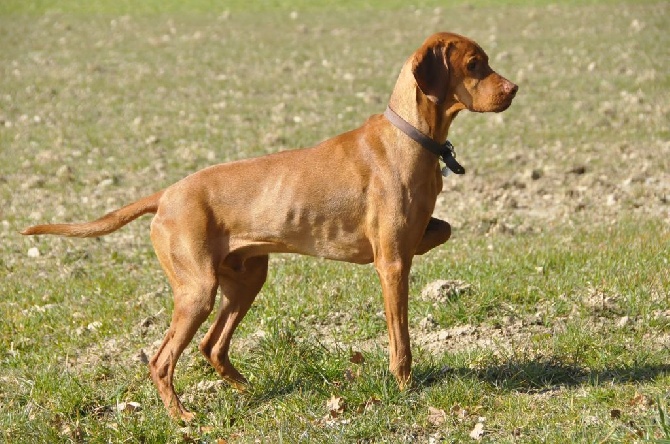 du fond de chouck - Championnat de France