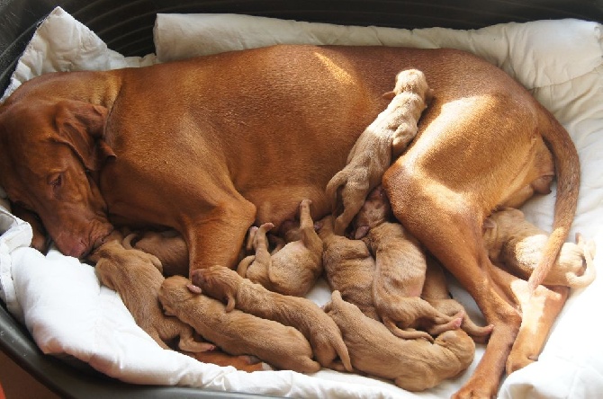 du fond de chouck - 11 chiots sont nés le 10 Mai !