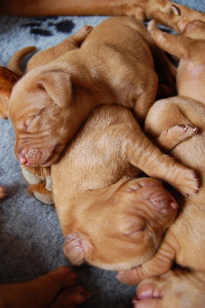 Chiots