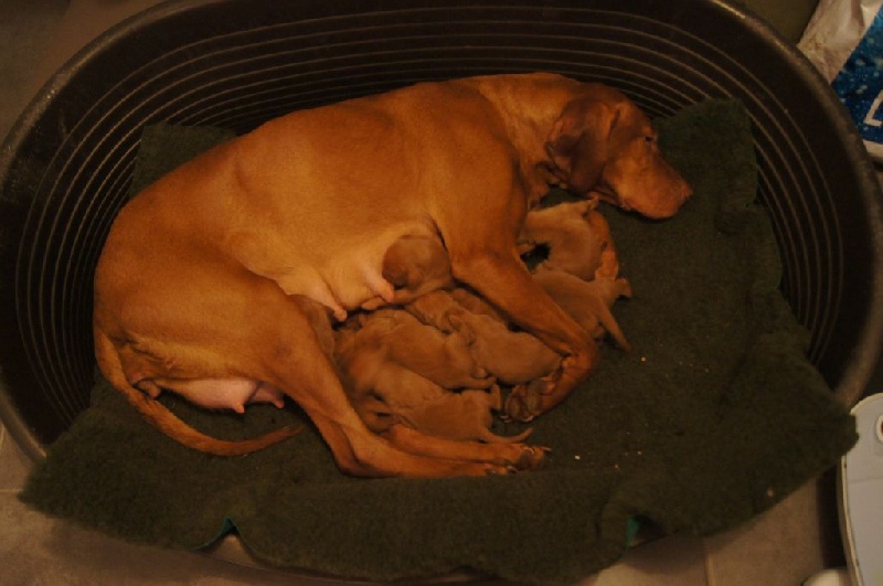 Chiot Braque hongrois à poil court (Vizsla) du fond de chouck